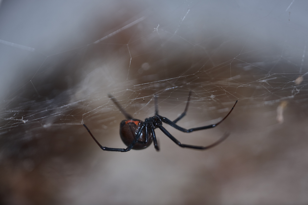Latrodectus katipo