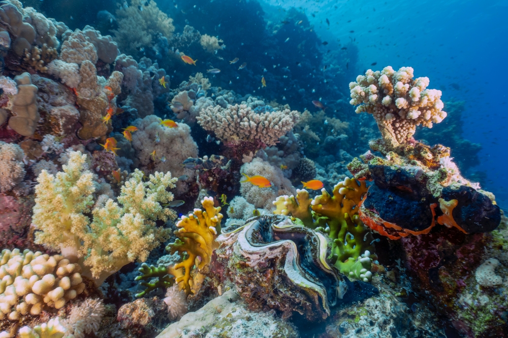 unterwasserwelt in el gouna