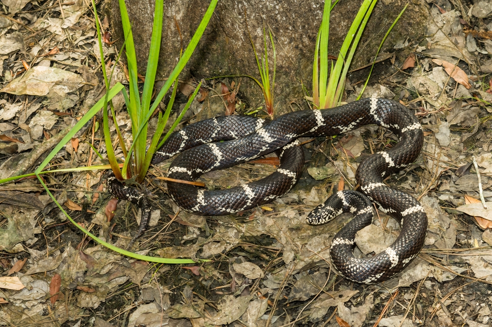 Lampropeltis getula