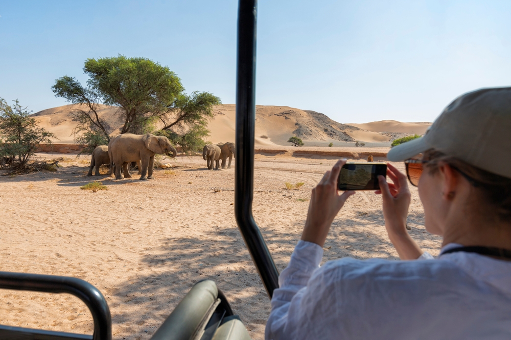 safari