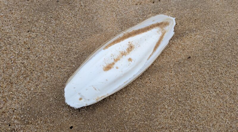 sepiaschale im sand