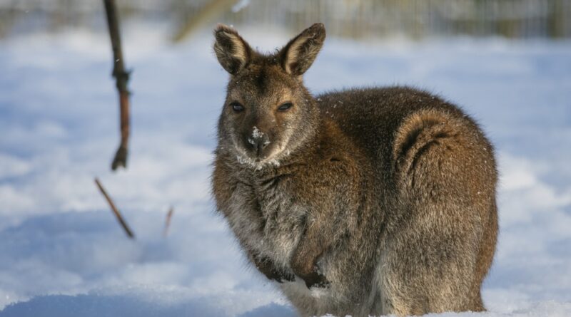 Schnee Hase Australien