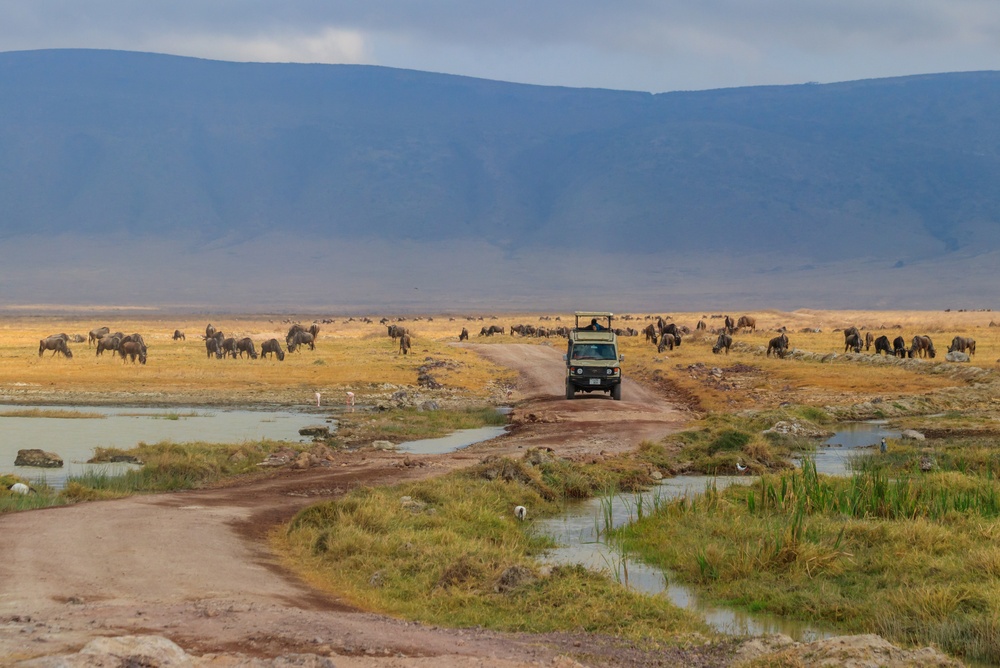 Tansania Safari