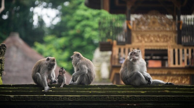 Bali Affen